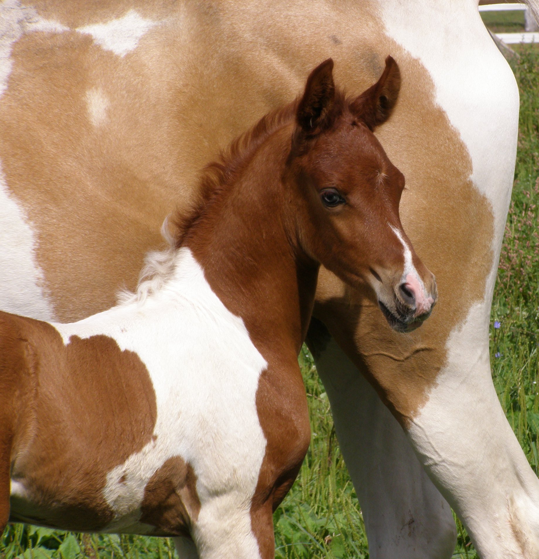 Pinto Arabians